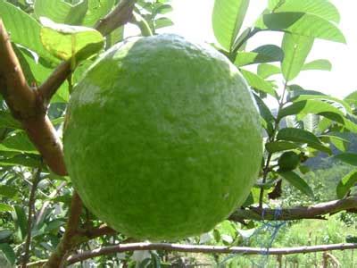 5 Red Guava Benefits | Herbal Medicine and Nutrition