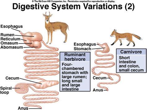 Comparison of the digestive systems of a herbivore (deer) and carnivore (fox) | Mammals ...