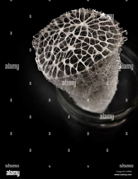 Glass sponge hi-res stock photography and images - Alamy