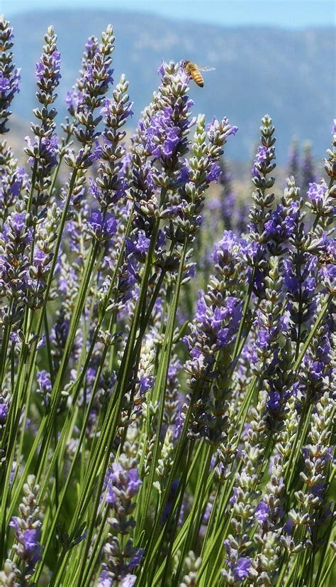 Stop and smell the lavender at these California places - Los Angeles Times