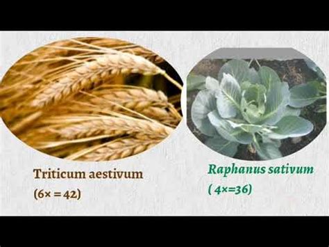 Autopolyploidy and Allopolyploidy part -2 - YouTube