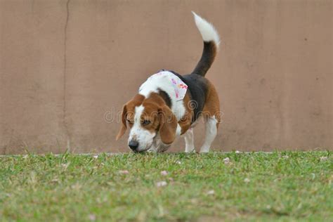 Beagle dog playing in Park stock photo. Image of finger - 260703648