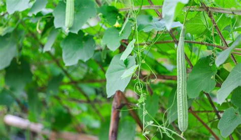 Chinese Okra: Grow the Luffa Acutangula in your Garden