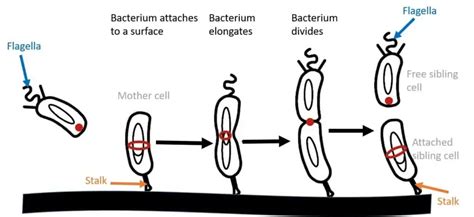 Why bacteria divide into two and grow with the help of a strong ring