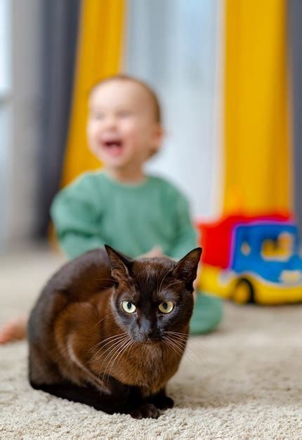 Premium Photo | Cute baby boy with cat pet Baby playing with cat