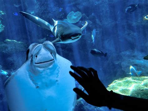 Sea Life London Aquarium Ticket – RoomsFinder - RoomsFinder