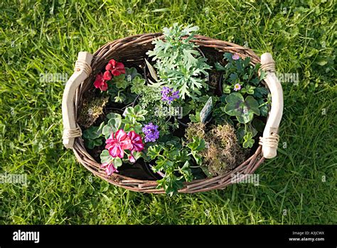 Basket of plants Stock Photo - Alamy