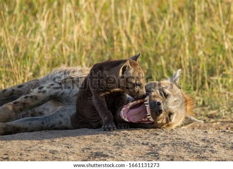 Mum Spotted Hyena Showing Teeth Young Stock Photo 1661131273 | Shutterstock