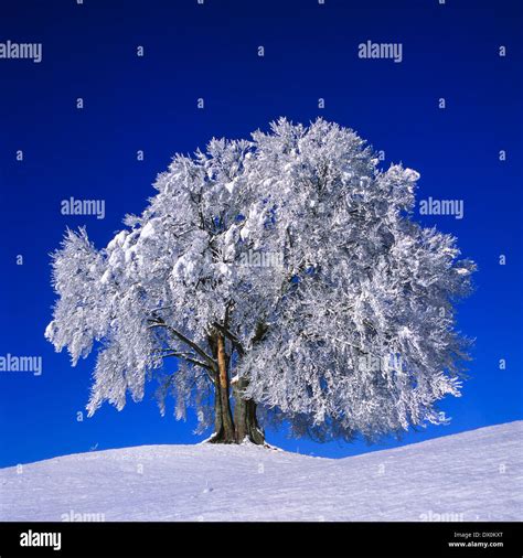 Single tree in winter, snow Stock Photo - Alamy