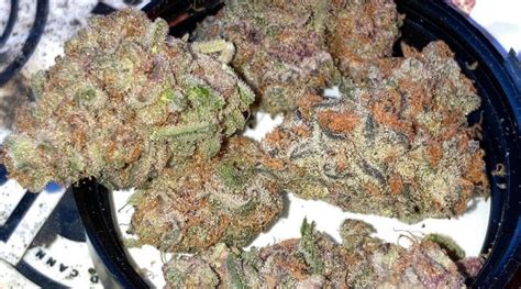 Strain Review: Midnight Snack by Maven Genetics - The Highest Critic