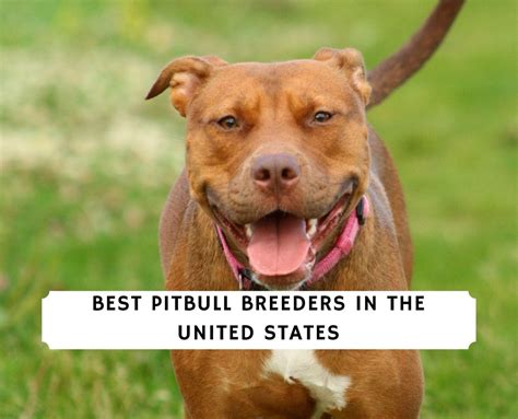 9 Best Pitbull Breeders in the United States! (2023) - We Love Doodles