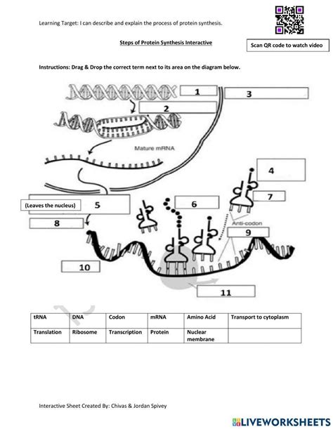 Free protein synthesis worksheet answers, Download Free protein synthesis worksheet answers png ...