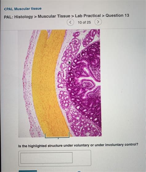 Pal Histology Muscular Tissue Lab Practical Question 10 32+ Pages Answer [1.6mb] - Latest Update ...