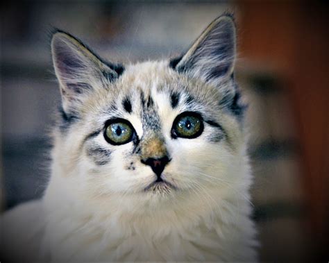 Cymric Cat, history, breed, price, description, personality, and care.