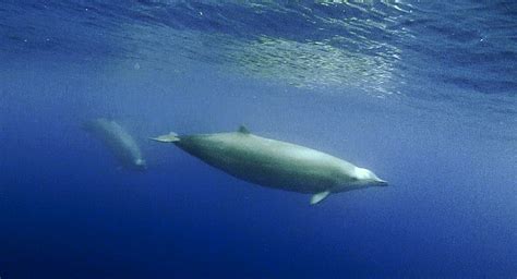 Other Beaked Whales - NAMMCO