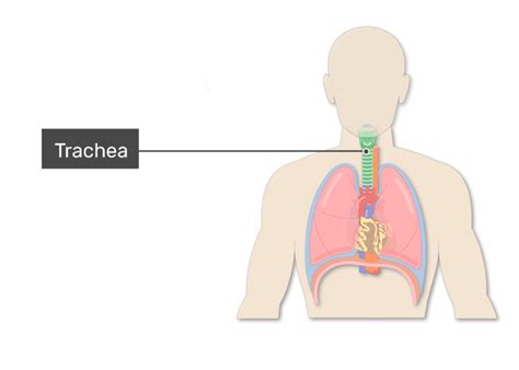 Trachea Anatomy Diagram