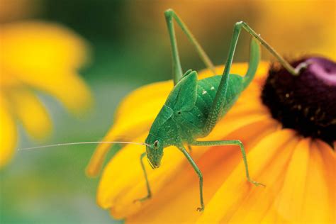 10 Tips for Insect Photography