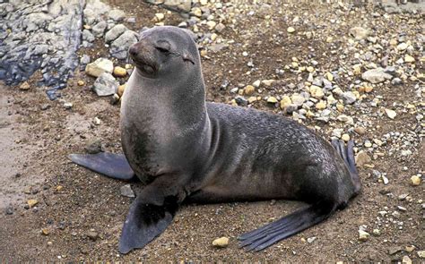 About Fur Seals