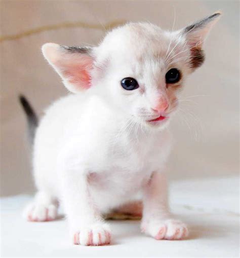 Oriental Shorthair Info, History, Personality, Kittens, Diet, Pictures