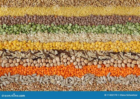 Various seeds and grains stock photo. Image of corn, grain - 11432170