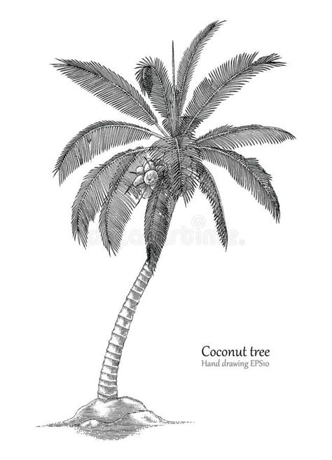 Coconut tree hand drawing engraving style vector illustration | Palm ...