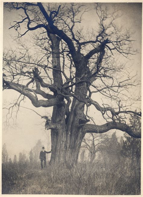 Historic Pelham: The 600-Year Old "Lord Howe Chestnut" Tree that Once Stood in Pelham