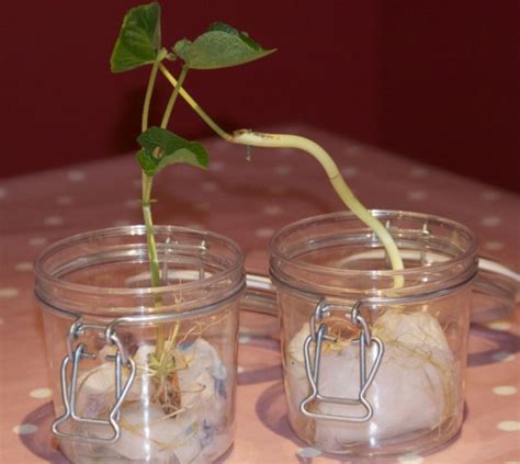 How to grow a bean in a jar