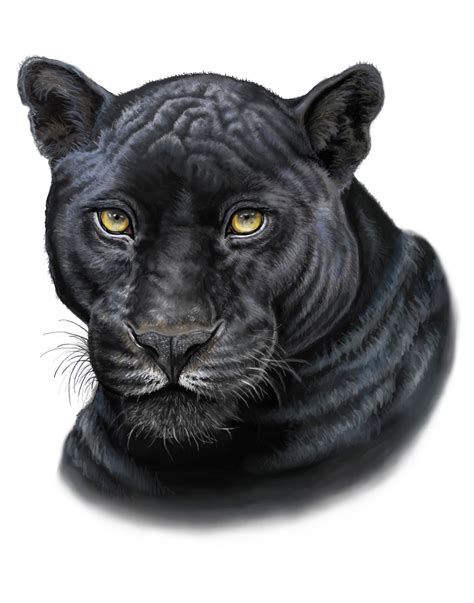 realistic black panther animal drawing - rose-mariie