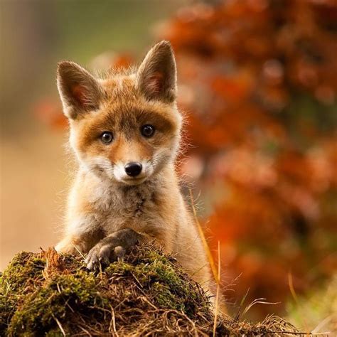 Baby red fox in mossy woods. | Cute animals, Pet fox, Baby animals pictures