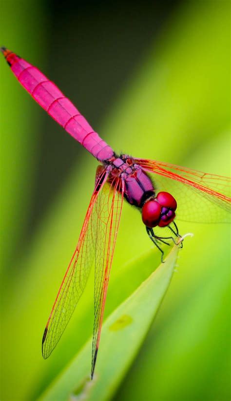 Picture of a red dragonfly - About Wild Animals