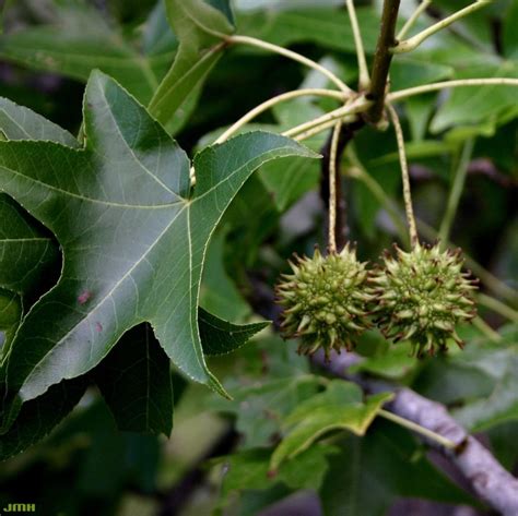 Sweet-gum | The Morton Arboretum