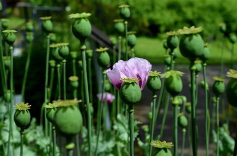 purple opium poppy flower free image | Peakpx