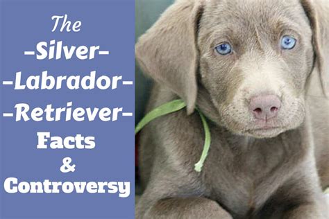 Silver Labrador Retriever: Facts About Silver Labs You Need to Know TODAY!