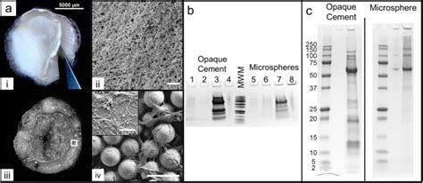 Sequence basis of Barnacle Cement Nanostructure is Defined by Proteins with Silk Homology ...