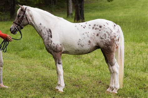 Pony of the Americas Breed Information, History, Videos, Pictures