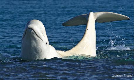 UM Today | Beluga whales modifying what they eat due to climate change ...