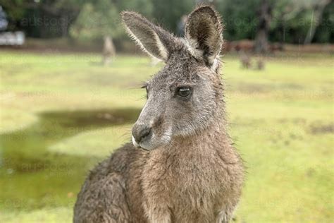 Image of Close up kangaroo portrait - Austockphoto