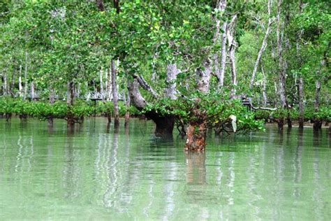 Ekopelancongan Hutan Paya Bakau: pendidikan alam sekitar kepada masyarakat – Universiti Sains ...