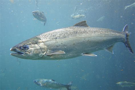 'Safety in numbers' tactic keeps Pacific salmon safe from predators