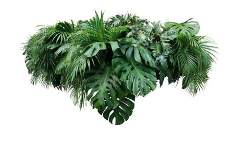 Tropical leaves foliage plant jungle bush floral arrangement nat. Ure backdrop i , #ad, #bush, # ...