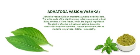 Adhatoda Vasica Uses and Benefits | Vasaka Extract - Herbal Creations