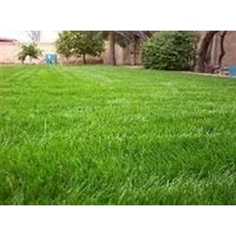 SeedRanch Gulf Annual Ryegrass Seed - 20 Lbs. - Walmart.com - Walmart.com