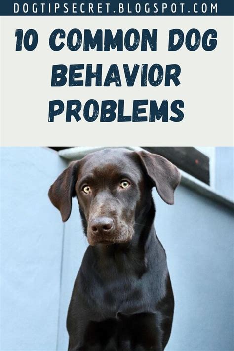 10 Common Dog Behavior Problems- Dog Tips Secret | Dog behavior ...