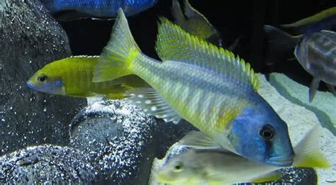 Beginners Guide To African Cichlids : Cichlid Crazy