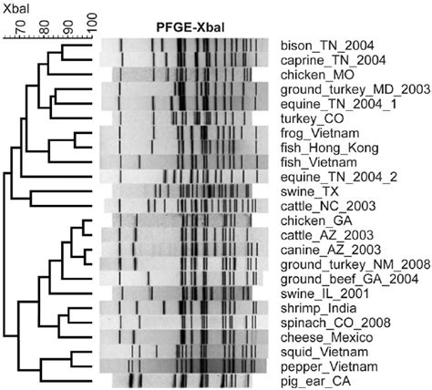 Pulsed Field Gel Electrophoresis (PFGE) profile digested with Xba I. We... | Download Scientific ...