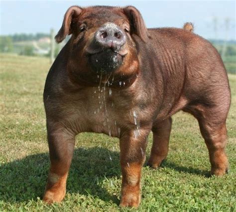 1000+ images about Duroc Pigs! on Pinterest | Bulldogs, Raising and The ...