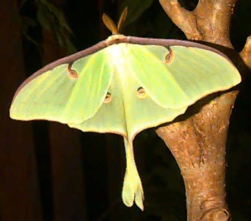 Gardening and Gardens: Luna Moth Caterpillar