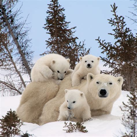 Baby Polar Bear - Learn about Polar Bears - Kids Learning