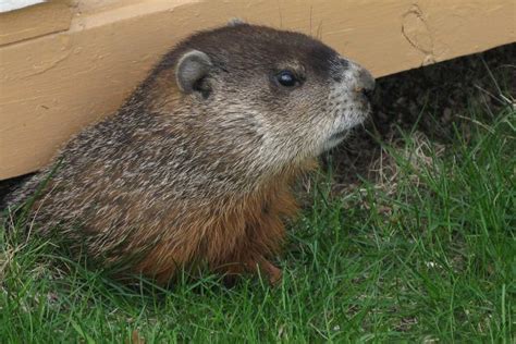 Ohio's Own Buckeye Chuck Groundhog Predicted Today Also - Scioto Post