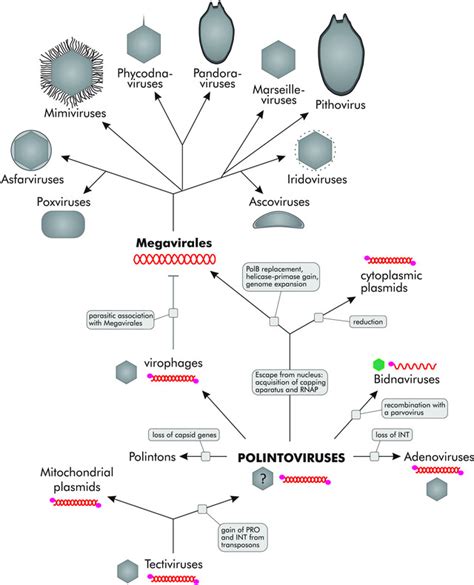 The polintovirus-centered scenario of evolution for eukaryotic dsDNA ...